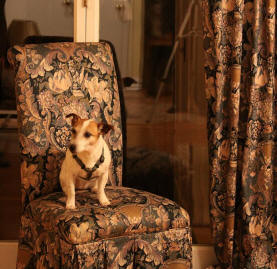 Other Dog